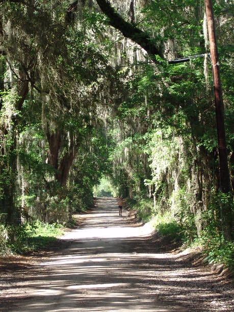 istock Canopy road, 17th Terrace SW, Alachua County Florida 832389742