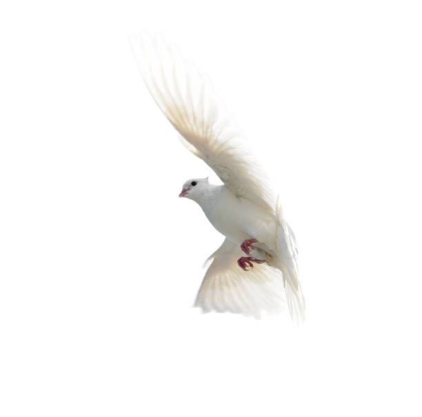 istock White dove in flight isolated on white background 832390300