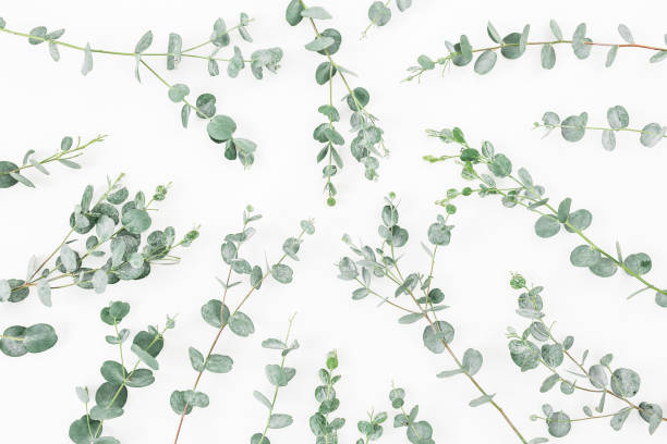 istock Pattern made of eucalyptus branches isolated on white background. Flat lay, top view 832390534