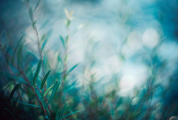 rami di salice in morbida luce serale - turchese blu foto e immagini stock