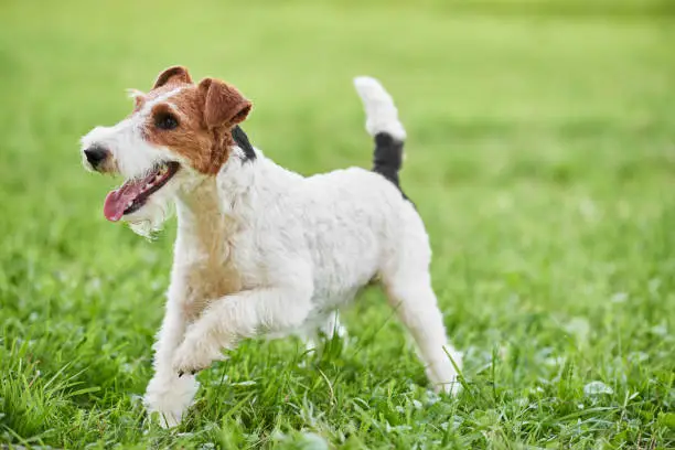 Happy and active fox terrier puppy running in the grass at the park copyspace nature recreation vitality healthcare animals pets concept.