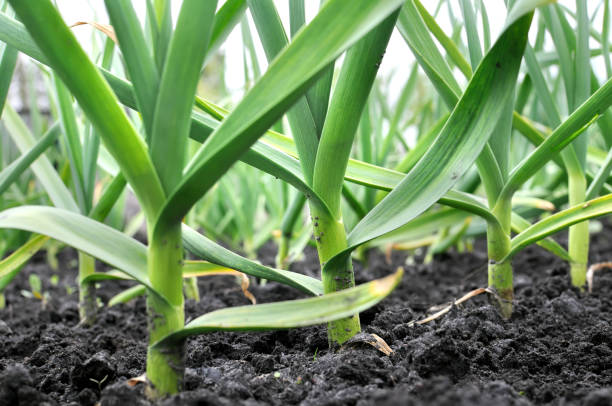istock organically cultivated garlic plantation 832434556