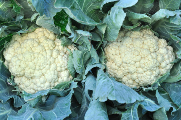 istock close-up of ripe cauliflower 832434944