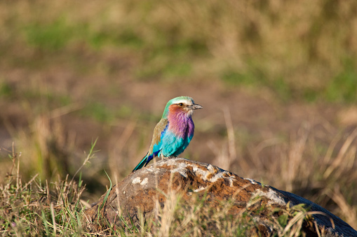 Lilac Breasted Roller (Coracias caudatus) in the Masai Mara, Kenya