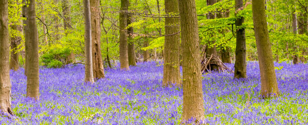 istock Bluebell Woods : Trees and a carpet of Bluebells (Hyacinthoides non-scripta) 832493588