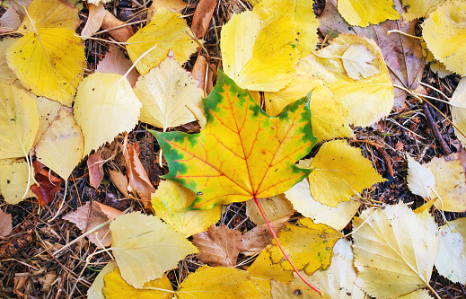 Background from colorful autumn leaves. Fallen leaves background.