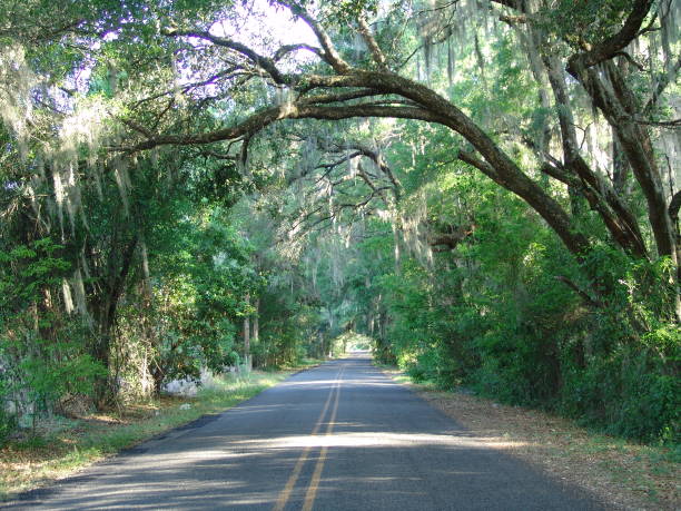 istock Canopy road, 25th Ave SE, Marion County Florida 832501272