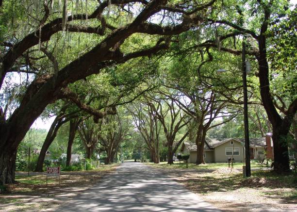 istock Canopy road, 42nd Terrace NW, Marion County Florida 832504654