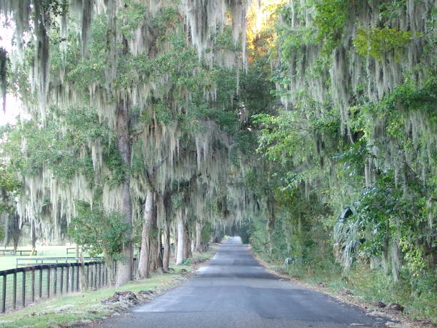 istock Canopy road, 200th Street NW, Marion County Florida 832507896