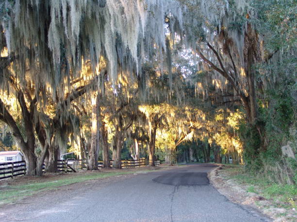 istock Canopy road, 105th Ave NW, Marion County Florida 832507972