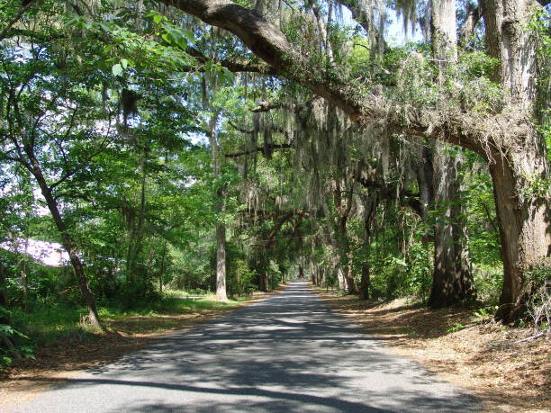 istock Canopy road, 152nd Lane NW, Marion County Florida 832508064