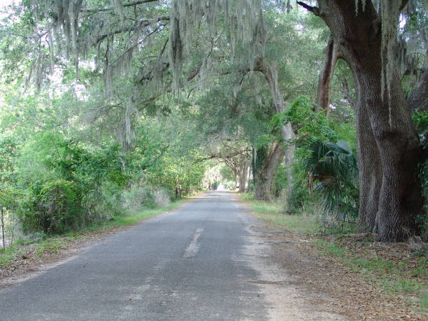 istock Canopy road, 152nd Lane NW, Marion County Florida 832508184