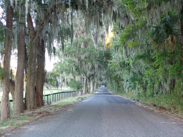istock Canopy road, 200th Street NW, Marion County Florida 832508284