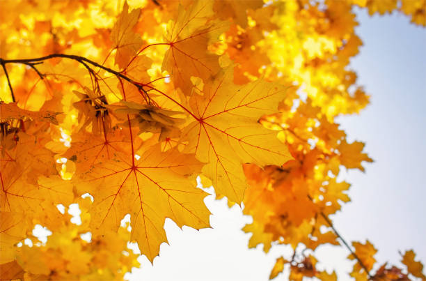 istock Beautiful yellow red colorful autumn maple leaves 832508310
