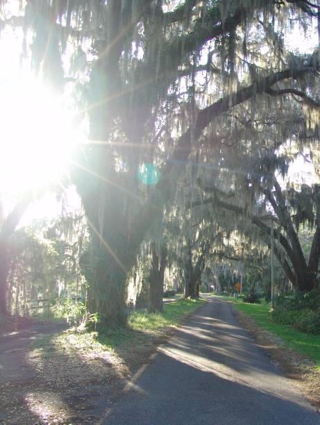istock Canopy road, Marion County Florida 832508558