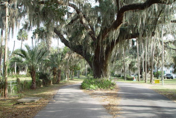 istock Canopy road, Avenue H, Marion County Florida 832508694