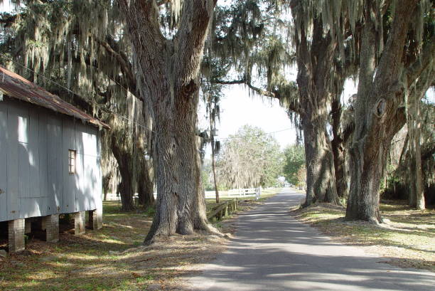 istock Canopy road, Avenue H, Marion County Florida 832508726