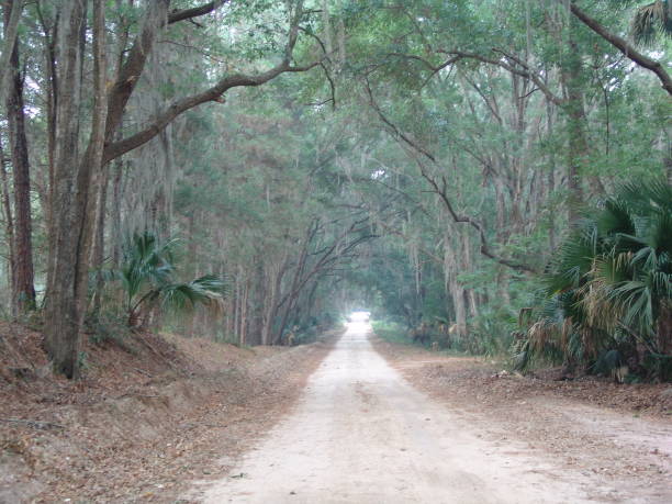 istock Canopy road, 179th Place SE, Marion County Florida 832508960