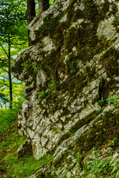 istock Rock covered with moss in the forest 832512276