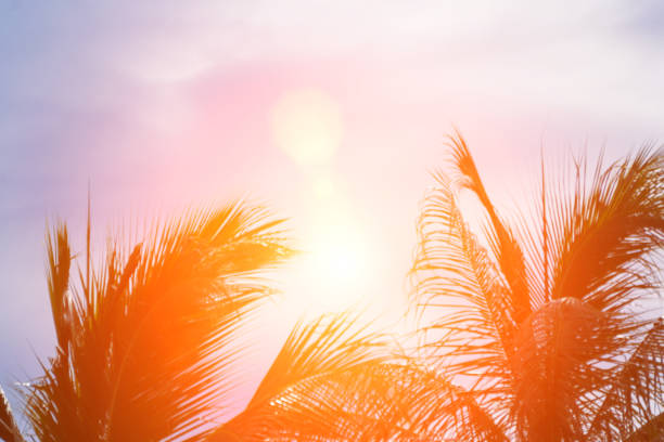 istock Evening sun shines through the coconut in the garden. 832512542