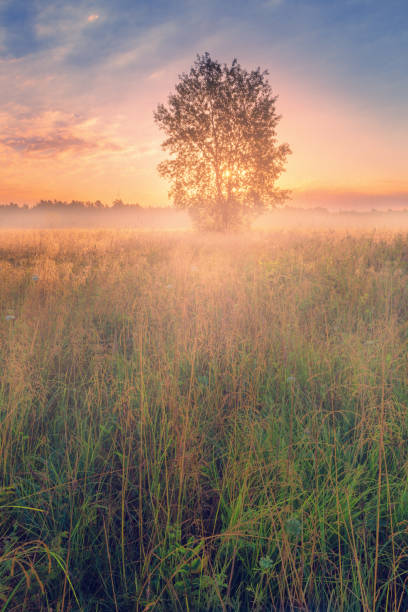 istock Alone aspen tree over bright foggy sunrise 832519008