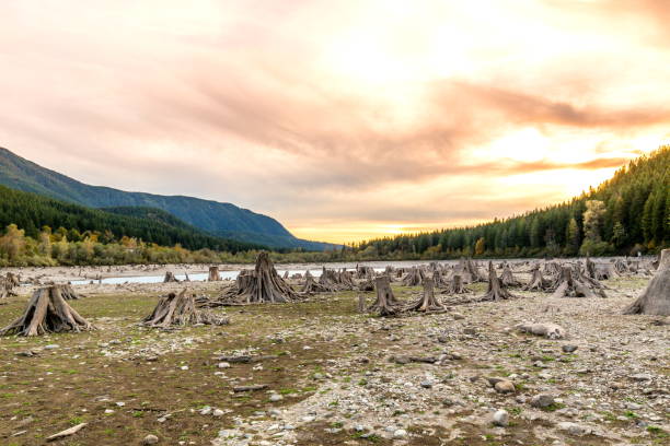 istock Tree stumps at Rattlesnake Lake, Washington-USA 832520250