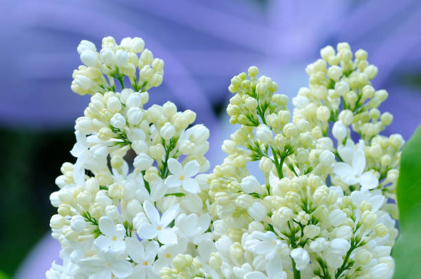 istock Branches with flowers of white lilac 832523182