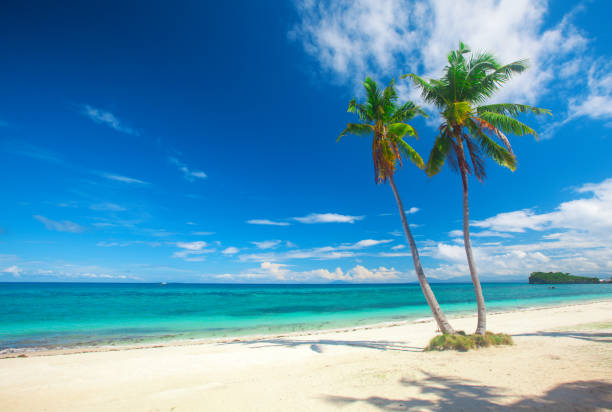 istock tropical beach with coconut palm 832524546