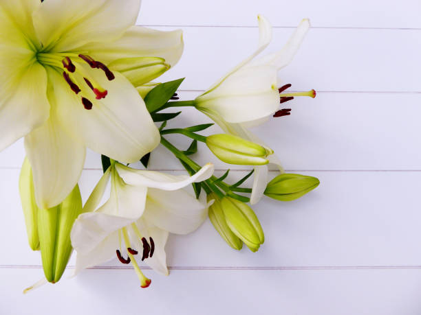 istock cream white Lilies and flower bulbs 832524724