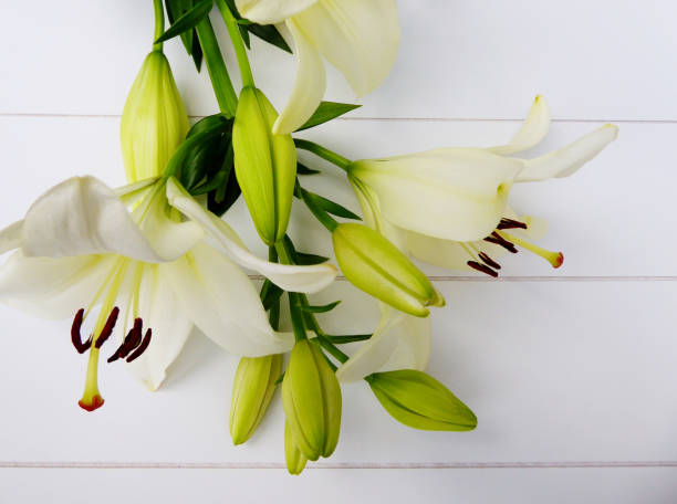 istock cream white Lilies and flower bulbs 832524768