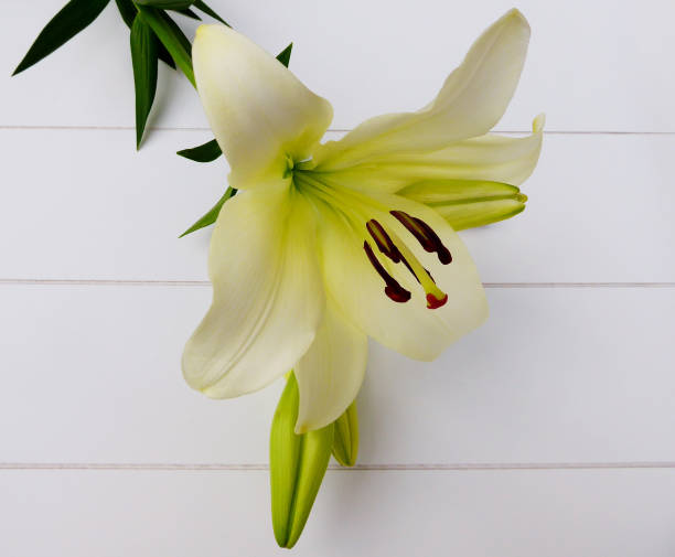istock cream white Lilies and flower bulbs 832524772
