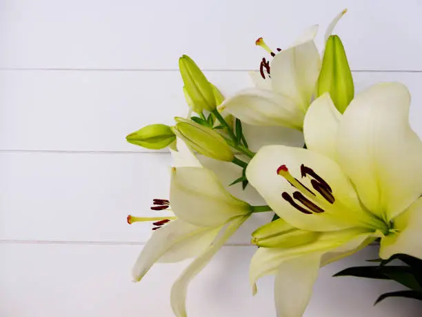Lovely bouquet of cream-white colored Lily flowers and flower bulbs on a white wooden background