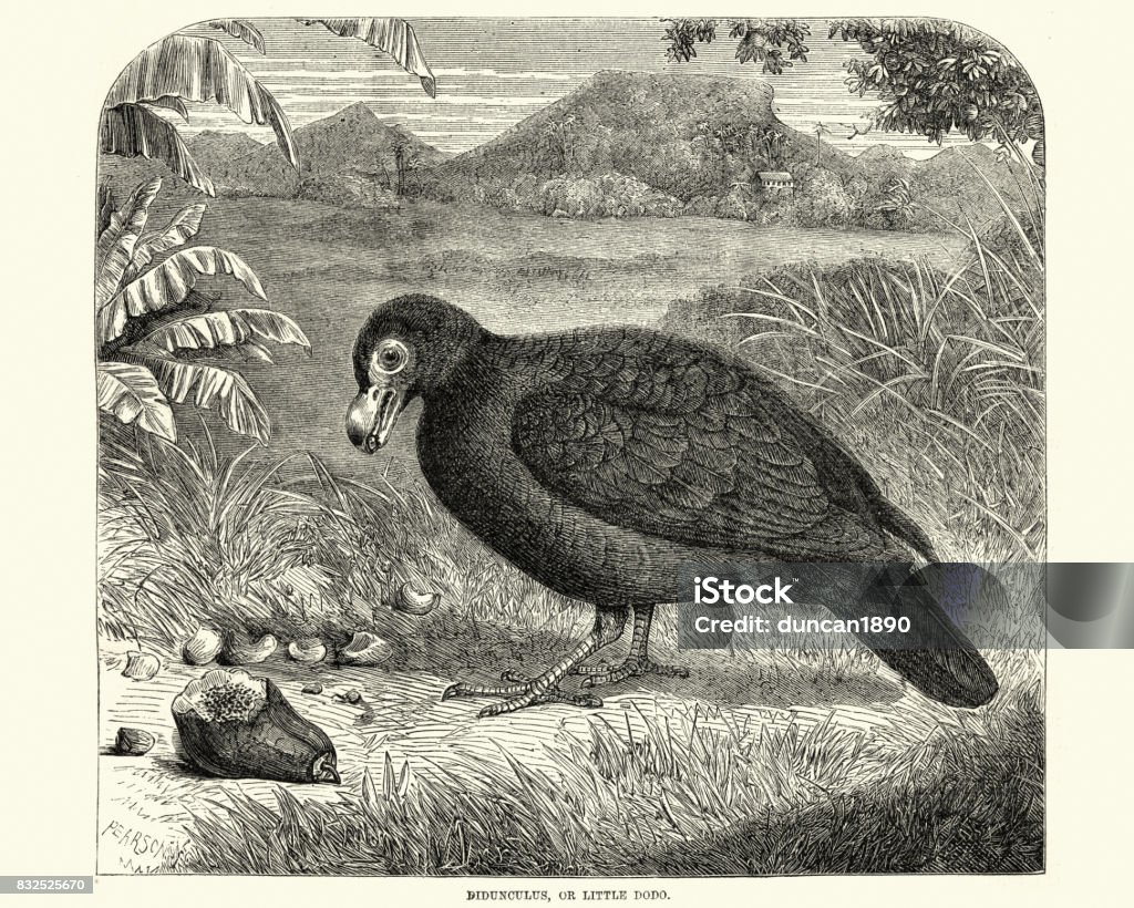 Manumea Natural History Birds Manumea Or Little Dodo Stock Illustration ...
