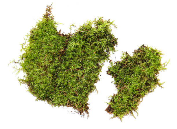 istock A clump of green moss isolated on a white background 832528834