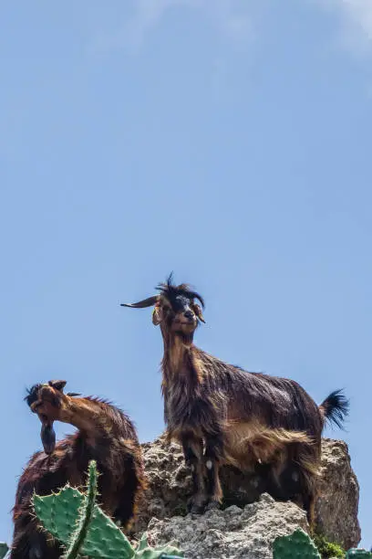 Mountain goats on a hike in the Anaga mountains on Tenerife Island with blue sky