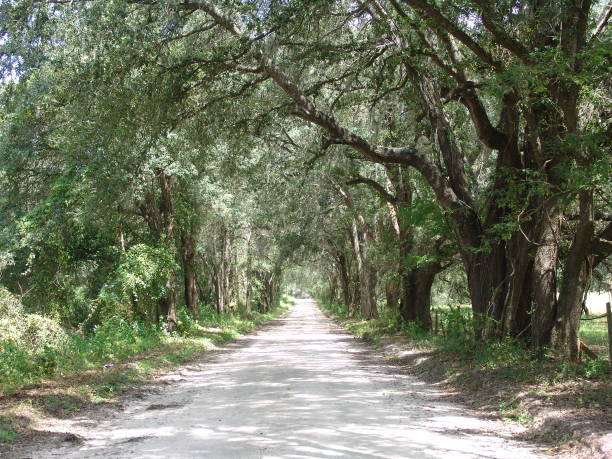 istock Canopy road, 200th Ave SE, Levy County Florida 832534676