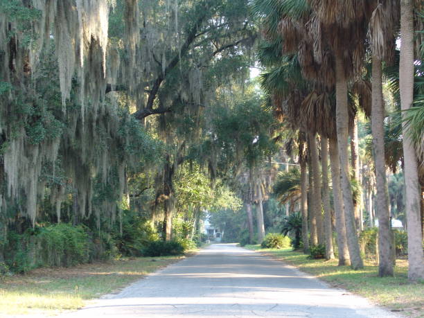 istock Canopy road, Seminole Ridge Road, Clay County Florida 832538868