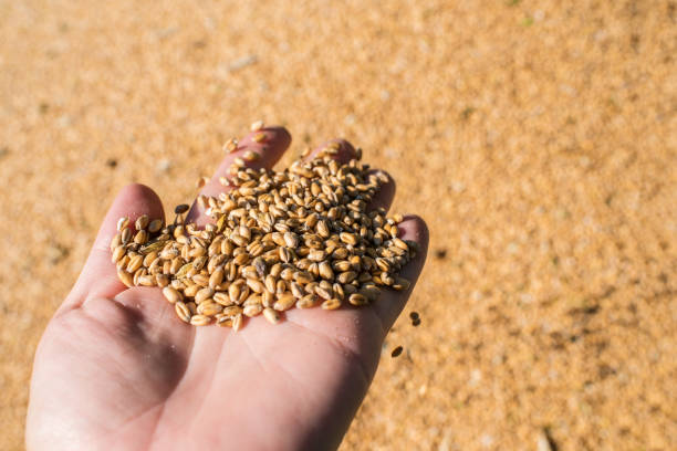 istock It's time to harvest wheat, wheat grains on the palm, Ukraine 832538962