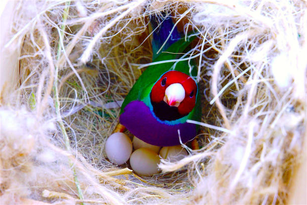 ladygouldianfinch - gouldian finch 뉴스 사진 이미지