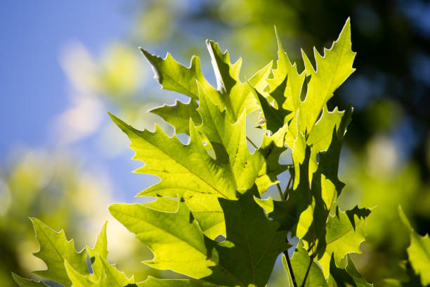 istock Green maple leaves on a tree in the nature 832549764