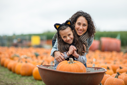 Mom pushes her daughter, who is dressed up like a cat, and a giant pumpkin around in a wheelbarrow in a big pumpkin patch field.