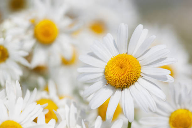 istock Chamomile among flowers 832566386