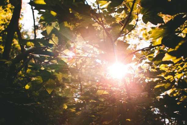 istock Getting lost in the beauty of nature. 832581164