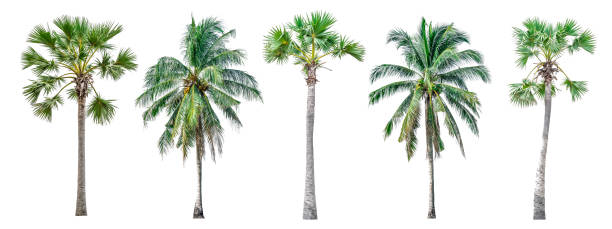 istock Collection of Palm trees isolated on white background. 832581654