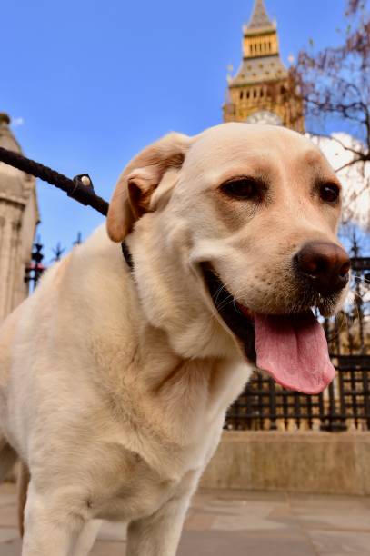 istock Labrador Retriever in London 832586430