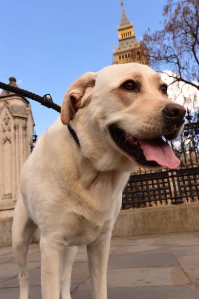 istock Labrador Retriever in London 832586498