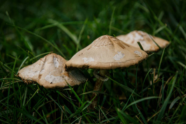 Wild Mushrooms stock photo
