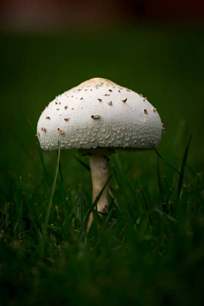 Wild Mushroom stock photo