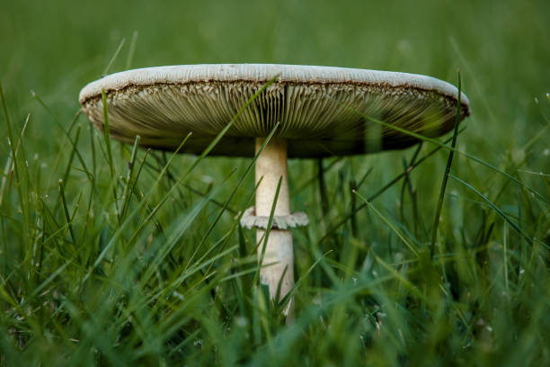 Wild Mushroom stock photo
