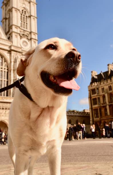 istock Labrador Retriever in London 832586932